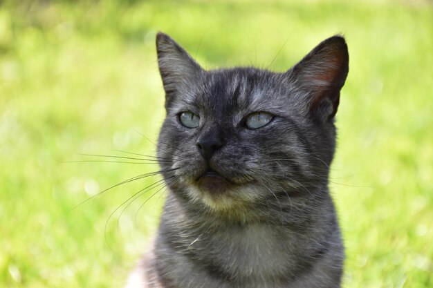 Close-up portrait of a cat