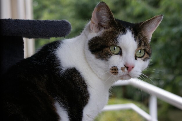 Photo close-up portrait of cat