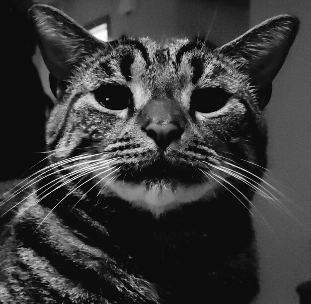 Photo close-up portrait of a cat