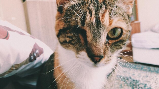 Photo close-up portrait of a cat