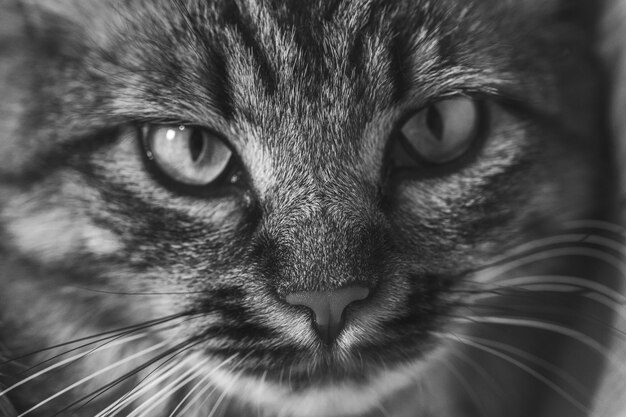 Foto ritratto di un gatto da vicino