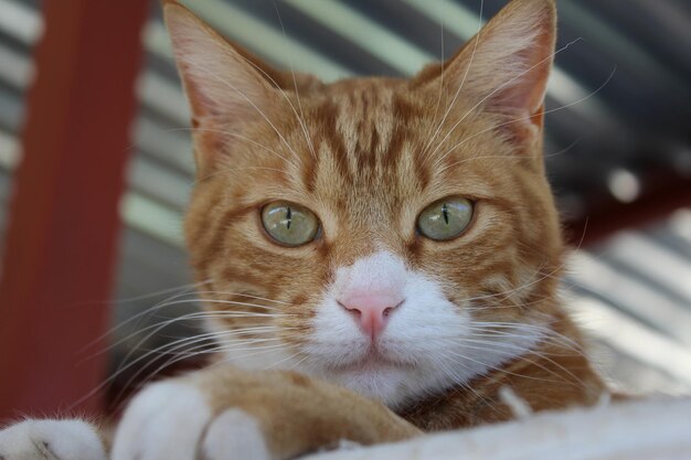 Photo close-up portrait of a cat