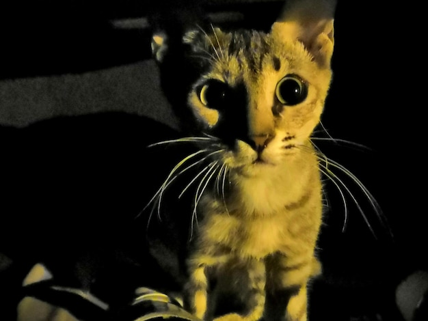 Photo close-up portrait of a cat