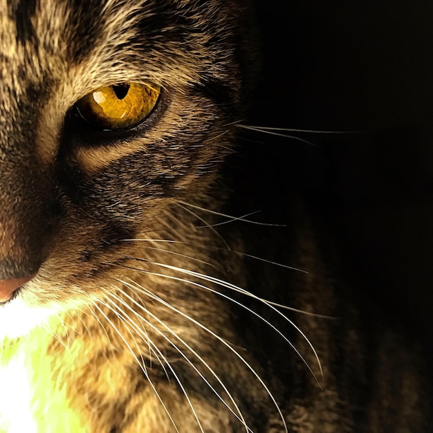 Photo close-up portrait of cat