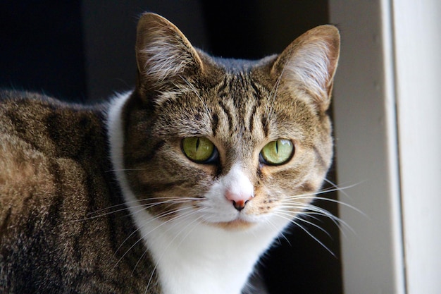 Макро портрет кота