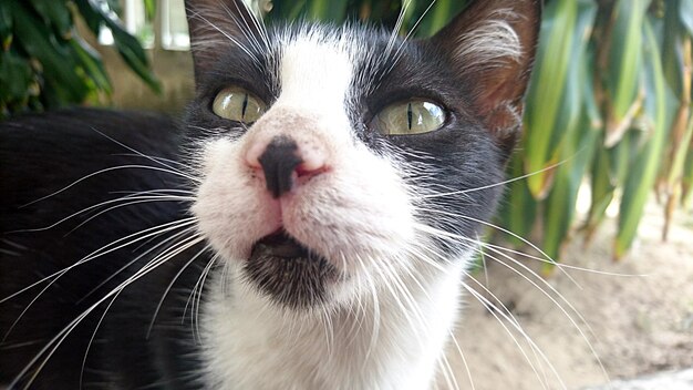 Photo close-up portrait of cat