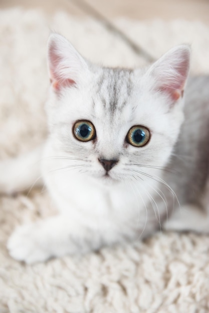 Photo close-up portrait of a cat