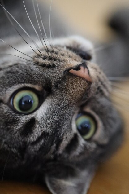 Photo close-up portrait of a cat