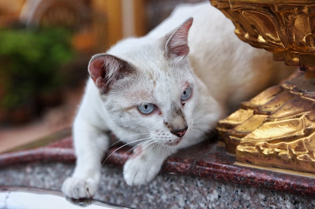 猫のクローズアップポートレート