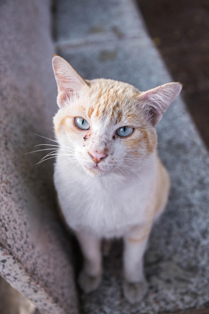 Close-up portrait of cat