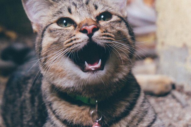 Close-up portrait of a cat