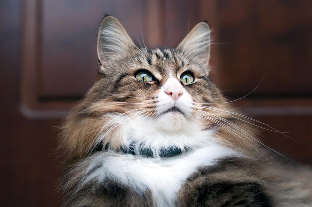 Photo close-up portrait of a cat