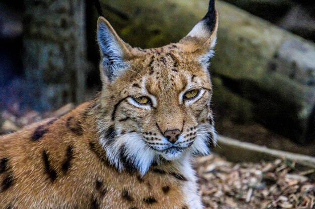 Close-up portrait of cat