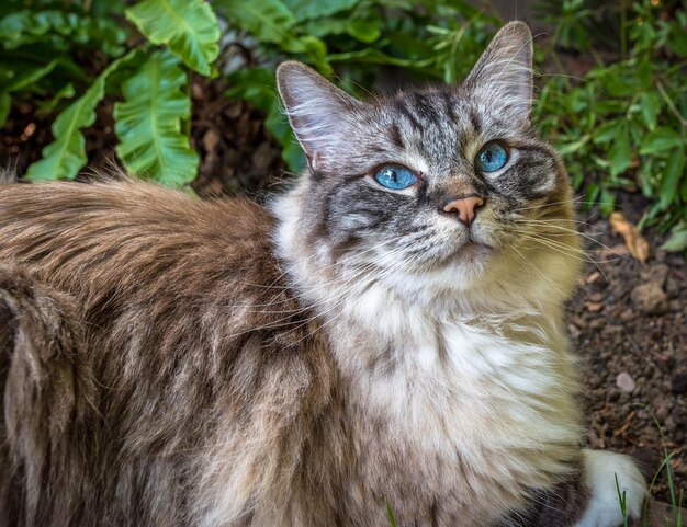 Foto ritratto di un gatto da vicino