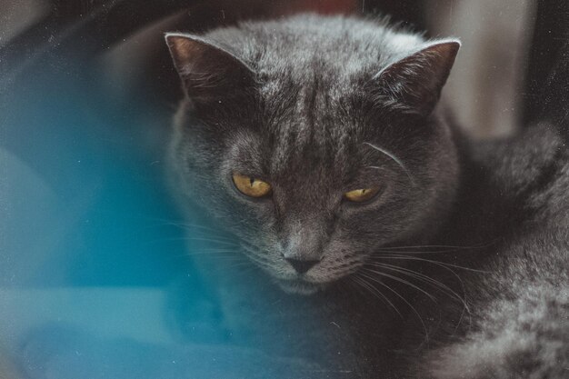 Close-up portrait of a cat