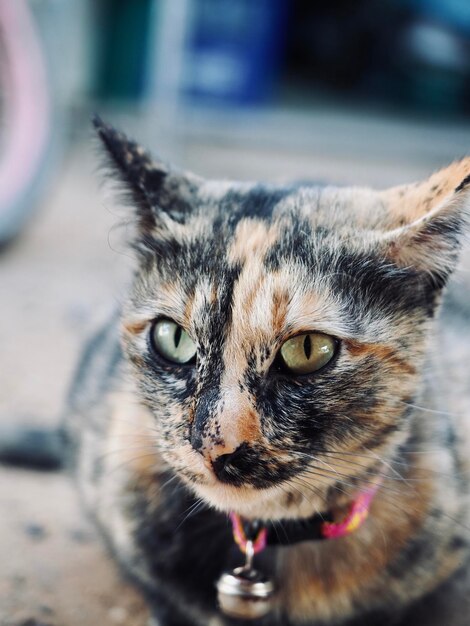 Close-up portrait of cat