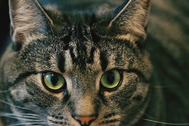 Close-up portrait of a cat