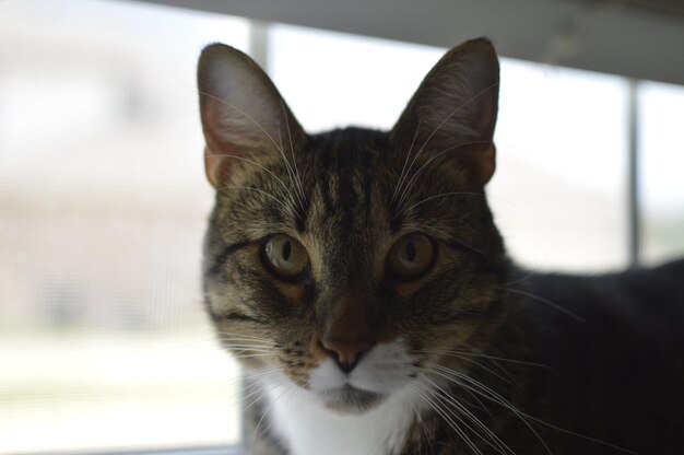 Photo close-up portrait of a cat