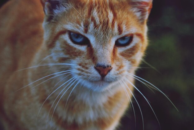 Photo close-up portrait of cat