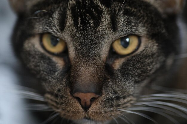 Foto ritratto di un gatto da vicino