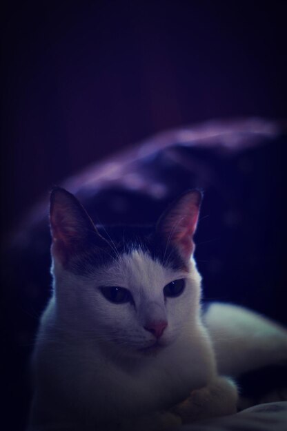 Close-up portrait of a cat