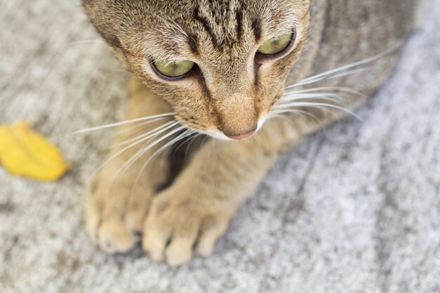 Foto ritratto ravvicinato di un gatto