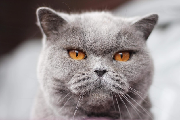 Close-up portrait of a cat