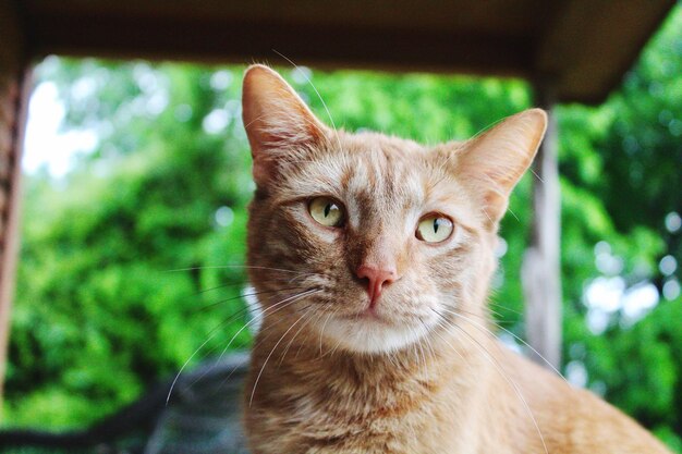 Close-up portrait of cat