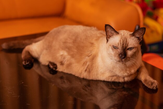 Close-up portrait of a cat