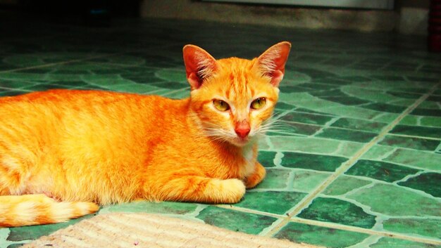 Close-up portrait of a cat