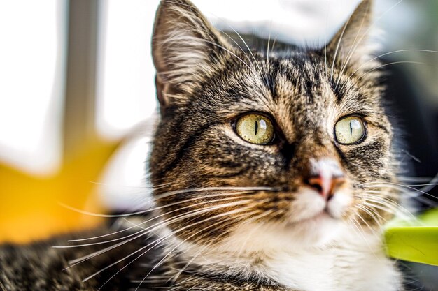 Close-up portrait of cat