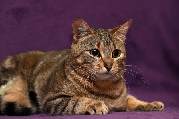 Photo close-up portrait of a cat