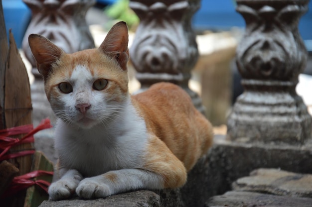 Foto ritratto di un gatto da vicino