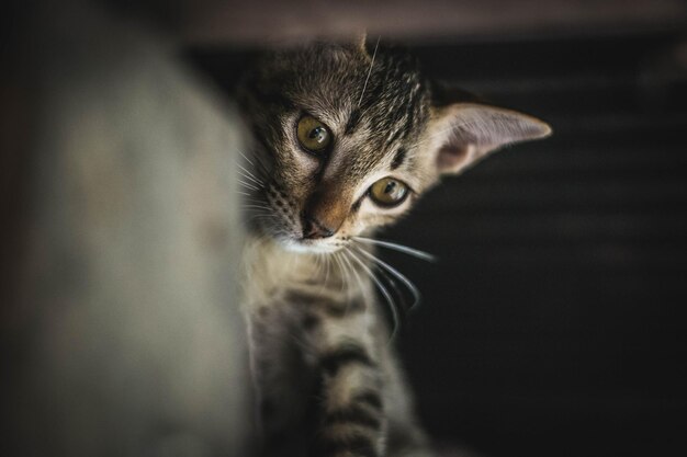 Close-up portrait of a cat