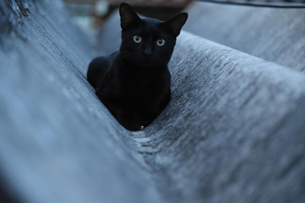 Close-up portrait of cat