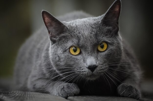 Photo close-up portrait of a cat