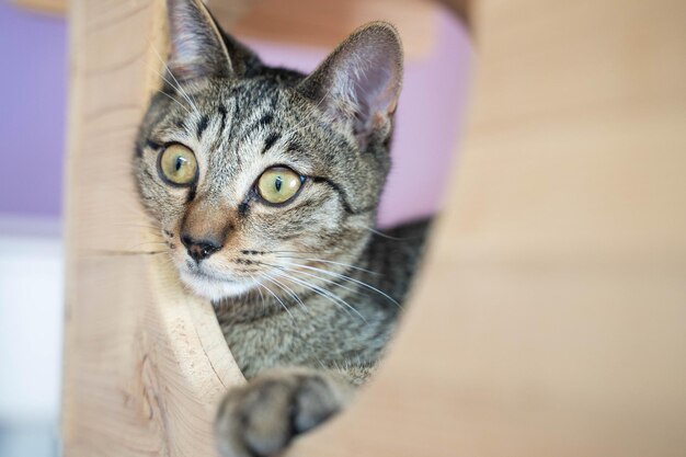 Close-up portrait of a cat