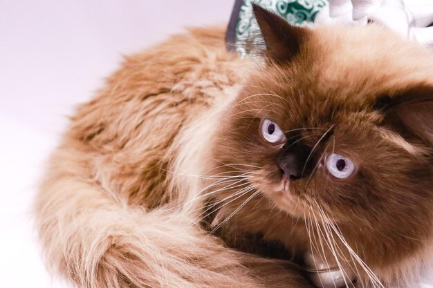 Close-up portrait of a cat