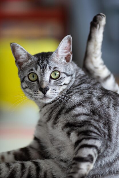 Foto ritratto di un gatto da vicino