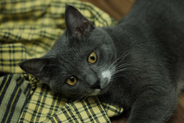 Close-up portrait of a cat