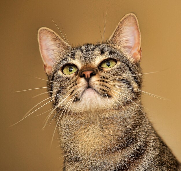 Close-up portrait of a cat