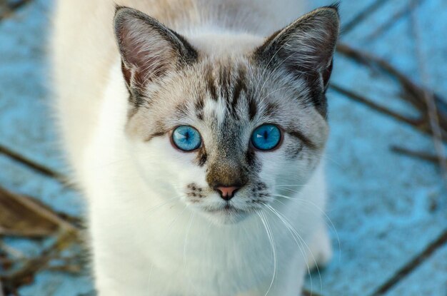 Foto ritratto ravvicinato di un gatto