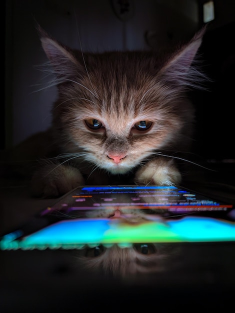 close-up portrait of a cat