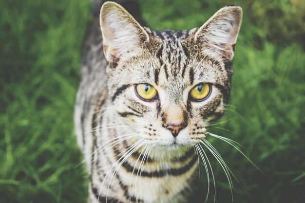 猫のクローズアップポートレート