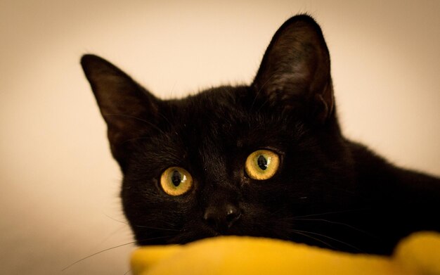 Photo close-up portrait of cat