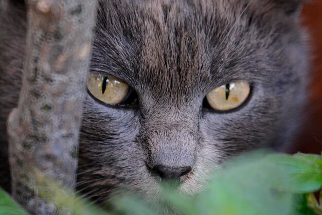 Foto ritratto di un gatto da vicino