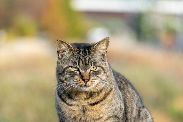 Close-up portrait of a cat