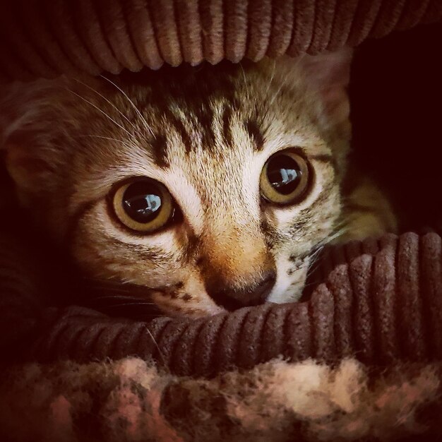 Close-up portrait of a cat