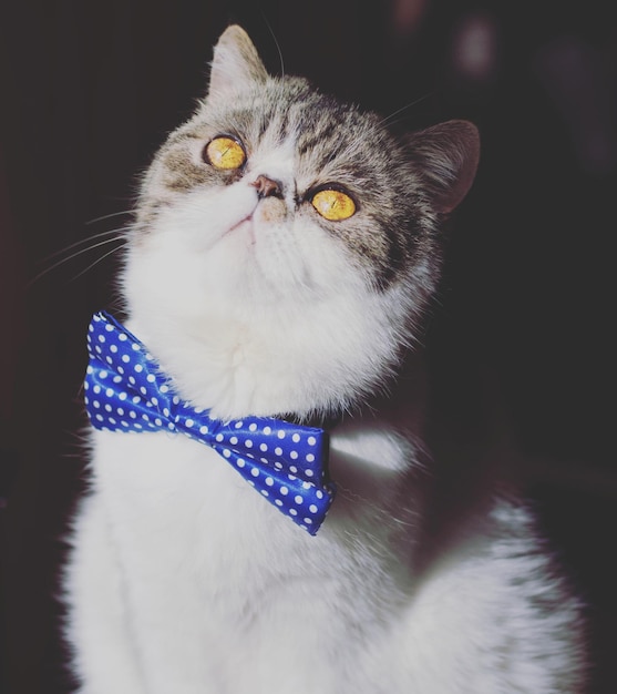 Макро портрет кота