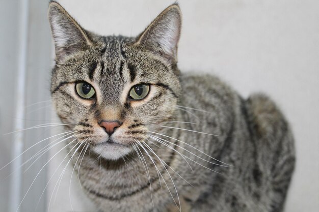 Photo close-up portrait of cat